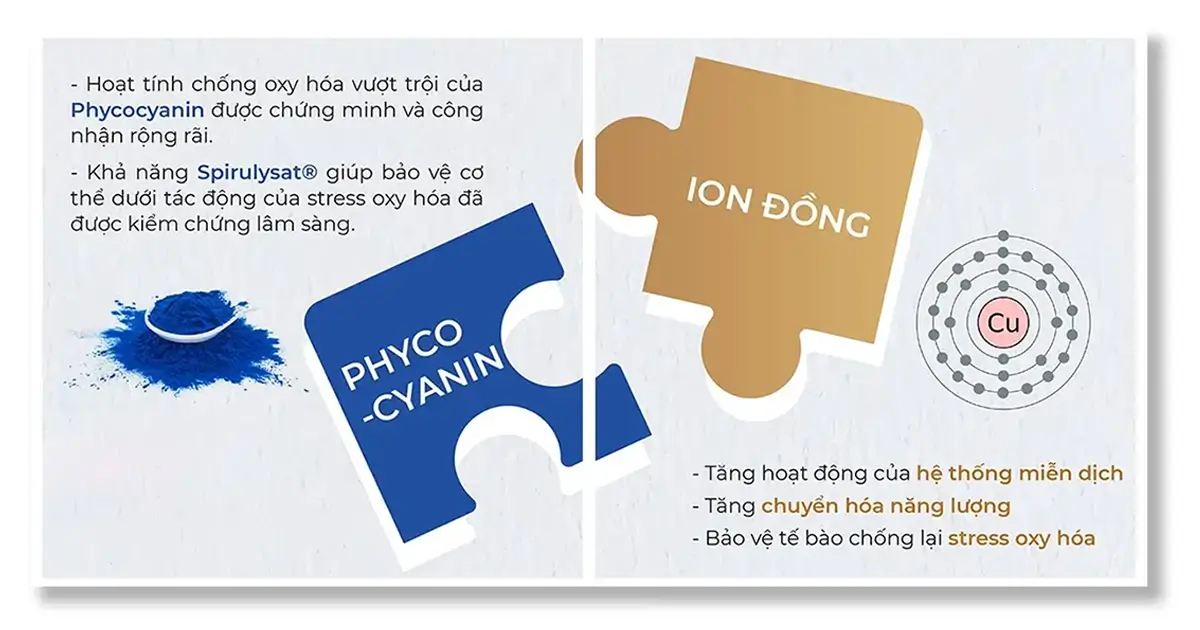 phyco cuivre là sự kết hợp vô cùng hoàn hảo giữa phycocyanin và đồng.